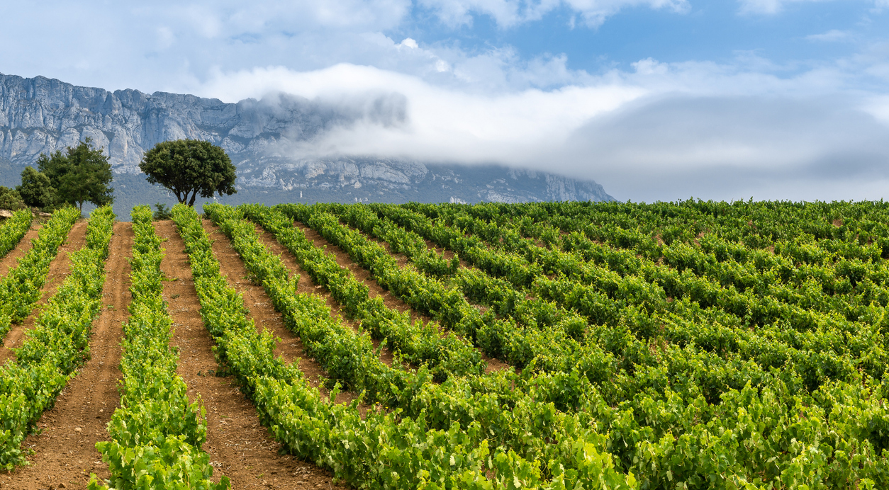 Viñedos, La Rioja